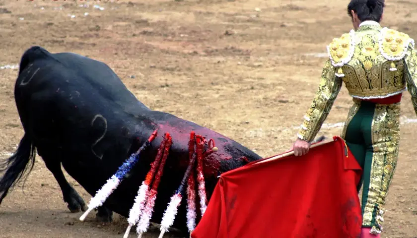 El torero Francisco Marco, con su traje de luces dorado, se prepara para el lance final ante un toro herido en la arena.