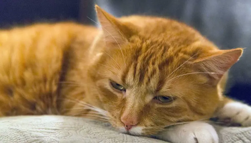 Gato naranja con aspecto cansado, quizás sufriendo de gastritis en gatos.