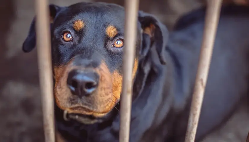 Smutny rottweiler za kratami. Czy można zabić psa w obronie własnej? Jego oczy pytają.