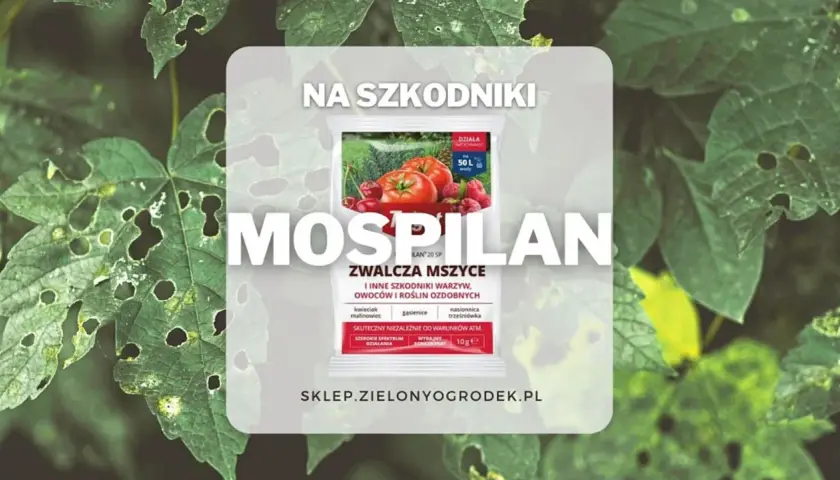 Mospilan na mszyce. Opakowanie środka ochrony roślin z pomidorami i malinami, zwalcza mszyce i inne szkodniki warzyw, owoców i roślin ozdobnych.