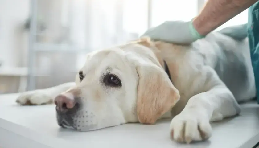 Weterynarz bada labradora, który może mieć szybko rosnące guzy. Pies leży na stole, wygląda na smutnego i zmęczonego.