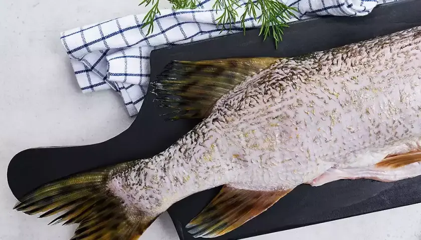 Cena za 1 kg szczupaka - ile kosztuje szczupak?