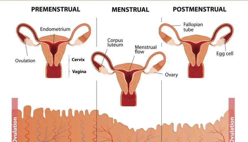 Cykl menstruacyjny: faza lutealna kiedy jajnik tworzy ciałko żółte, przygotowując endometrium.