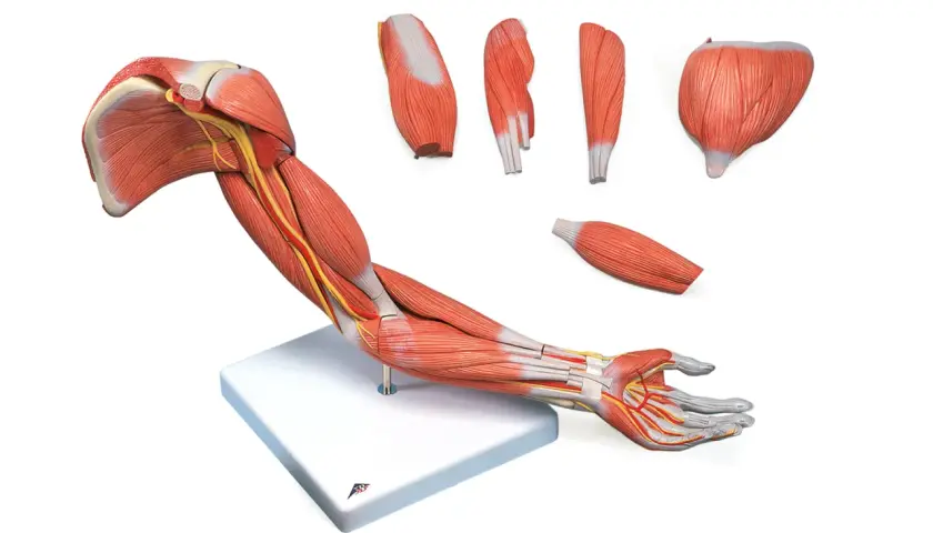 Model anatomiczny przedstawiający mięśnie i nerwy ramienia i dłoni. Ciało ludzkie, części ciała ręka.
