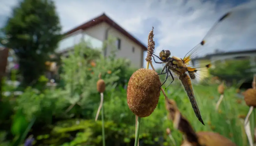 Libelle auf einem Schilfhalm, ein detaillierter libelle steckbrief im Fokus. Im Hintergrund ein Haus und üppige Vegetation.