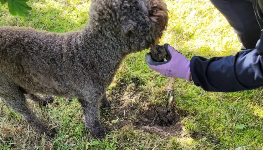 En hund hjälper till att leta efter svamp. Visste du att det finns tryffel i Sverige?