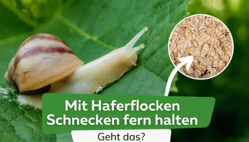 Schnecken auf einem Blatt, daneben ein Kreis mit Haferflocken. Text: "Mit Haferflocken Schnecken fern halten. Geht das?