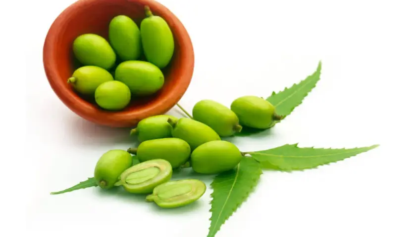 Frutti verdi di neem in una ciotola di terracotta e sparsi, con foglie. L'olio di neem per le piante ha controindicazioni da conoscere.