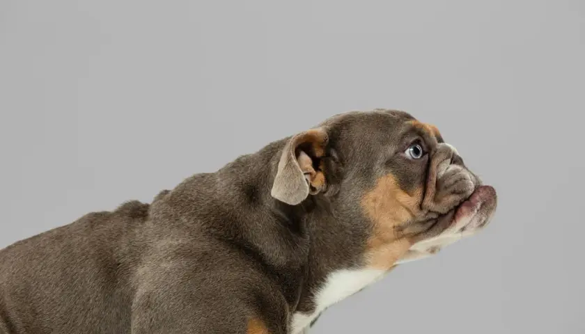 Un cachorro bulldog con orejas hacia atrás, mirando atentamente a un lado.
