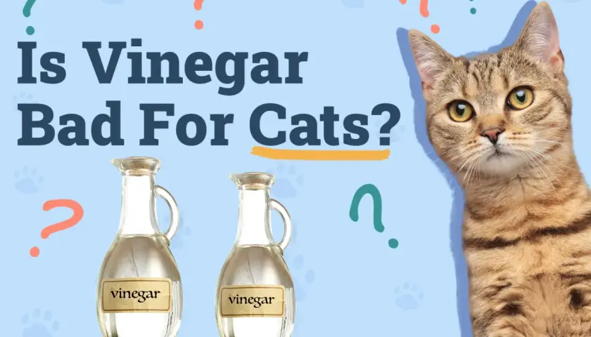 A cat looks at two bottles of vinegar, questioning, "Is vinegar bad for cats?