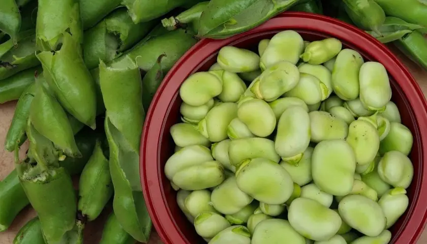 Fave fresche, appena sgranate, pronte per essere cucinate. Un tesoro verde della terra.