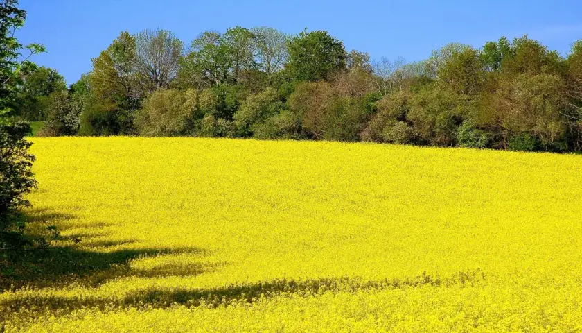 Champ de colza en pleine floraison, une mer jaune sous un ciel bleu. Cette variété de colza promet une belle récolte.