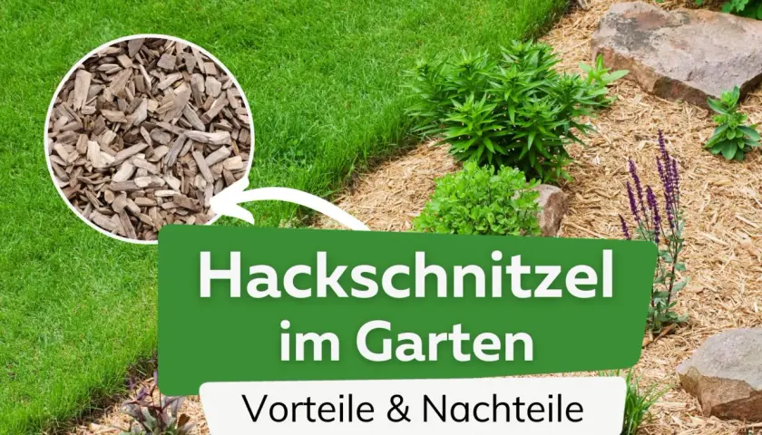 Hackschnitzel als Mulch im Garten schützt den Boden und sieht gut aus. Vorteile und Nachteile werden hier beleuchtet.