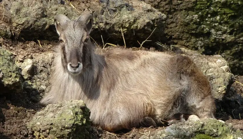 Una cabra del Himalaya, con su pelaje largo y cuernos curvados, descansa entre rocas.