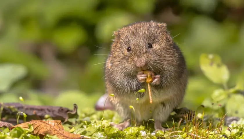 Un campagnol des champs, petit rongeur aux moustaches fines, grignote avec appétit une brindille au milieu d'une végétation luxuriante.