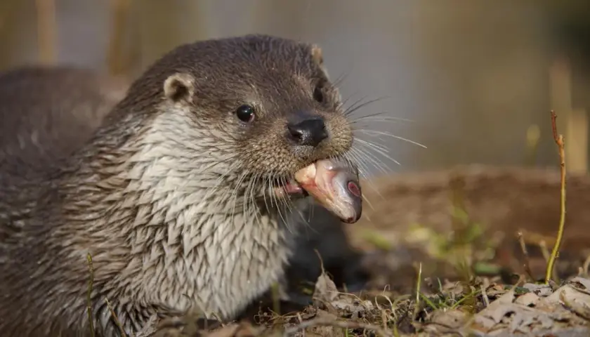 Ein Otter mit einem Fisch im Maul. Wie alt werden Otter? Diese Frage beschäftigt Naturfreunde, während sie dieses Raubtier beobachten.
