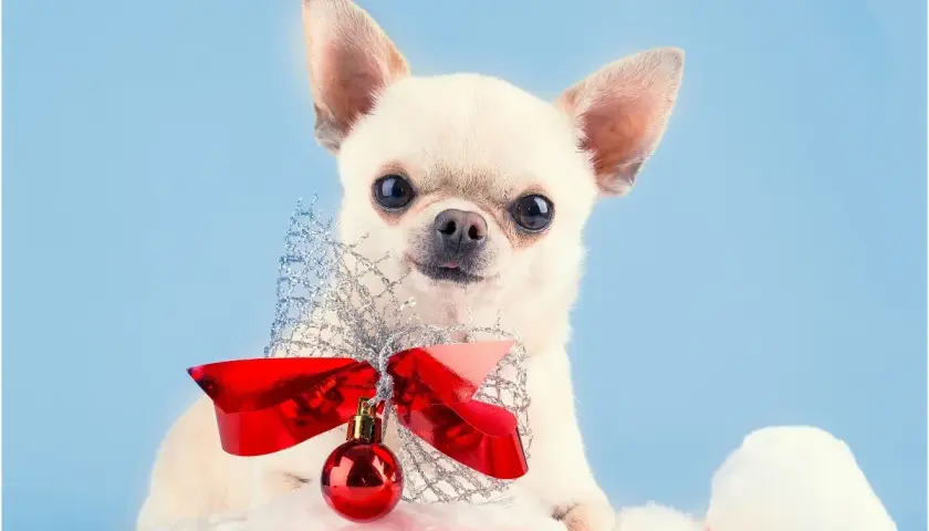 Urocza chihuahua w czapce Mikołaja z czerwoną kokardą i bombką. Idealna inspiracja na oryginalne imię dla suczki.