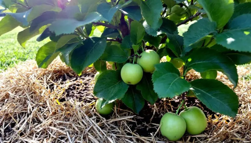 Jeunes pommes vertes sur un pommier, le sol est paillé. L'oidium pommier n'est pas visible, signe d'une bonne santé.