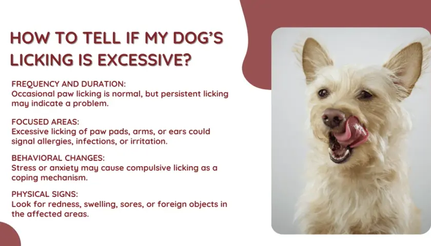 A scruffy dog licks its nose, illustrating why do dogs lick themselves. Excessive licking can signal problems like allergies or anxiety.