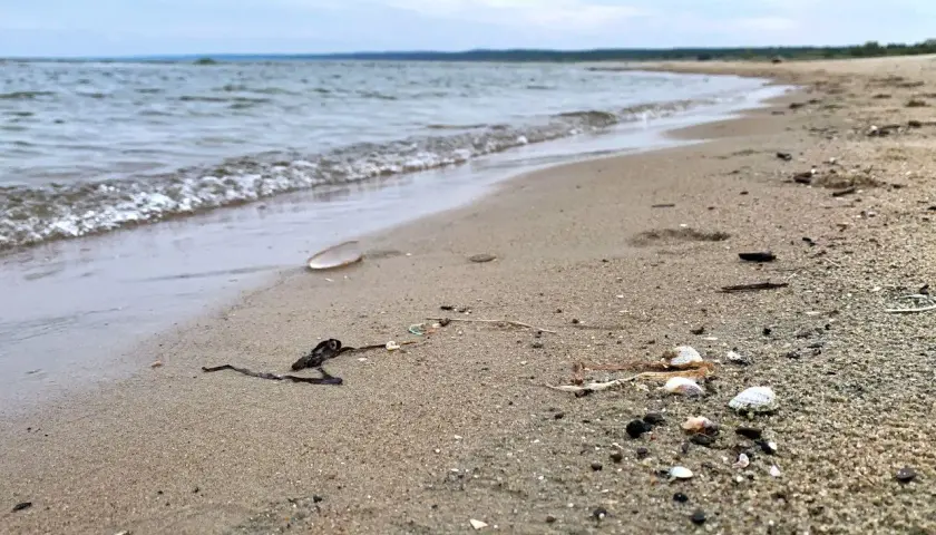 Spokojne kąpielisko na mierzei wiślanej. Delikatne fale obmywają piaszczysty brzeg, na którym leżą muszelki i kawałki drewna.