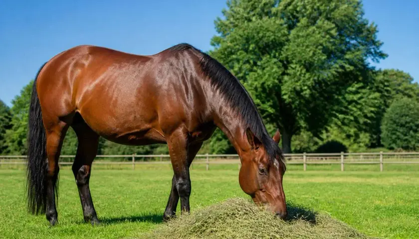 Un magnifique cheval brun, le cheval qui mange paisiblement dans un pré verdoyant sous un ciel bleu clair.
