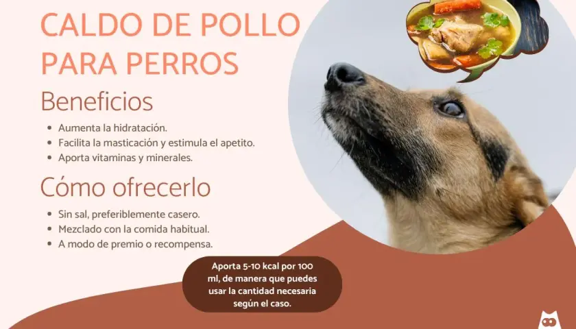 Un perro mira hacia arriba, soñando con un tazón de caldo de pollo para perros, lleno de zanahorias y hierbas.