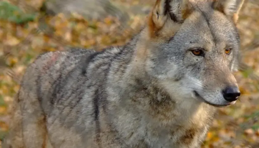 Wilk o przenikliwym spojrzeniu, jakby obserwował człowieka z dystansu, w jesiennym otoczeniu.