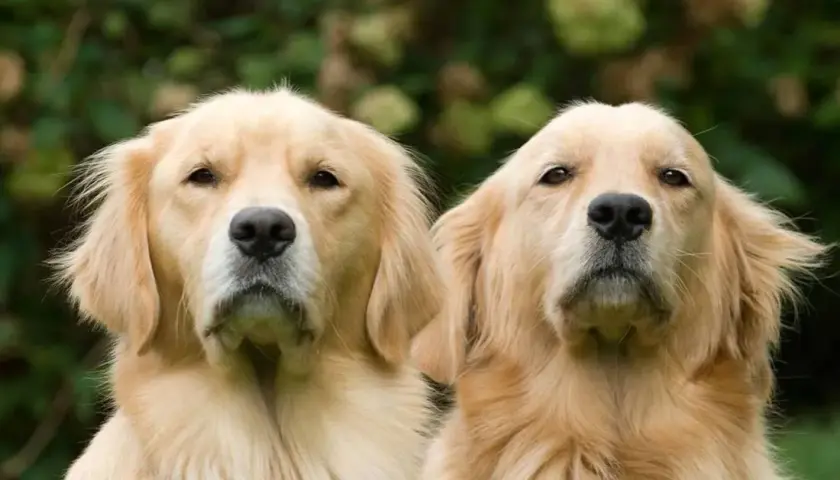 Golden retriever: jak wygląda? Sprawdź cechy i wzorzec rasy