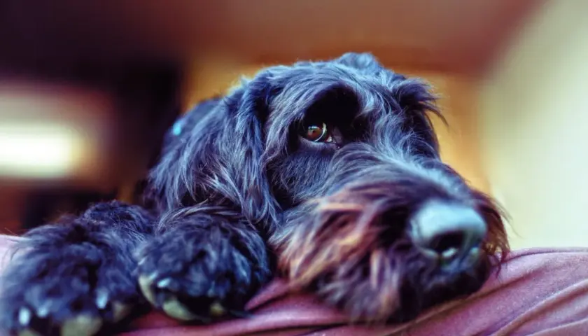 Ein schwarzer, zotteliger Hund ruht auf einer Decke. Perfekt für Allergiker Hunde, da er wenig haart.