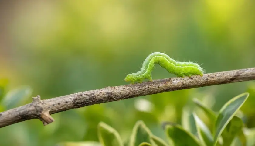 Une chenille verte se faufile sur une branche, son corps ondulant avec grâce.