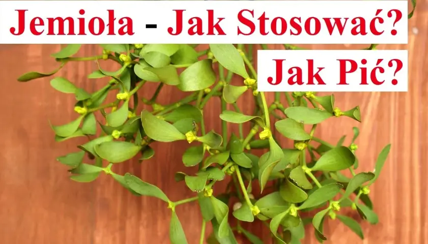 Jak parzyć herbatę z jemioły, aby wydobyć jej pełnię smaku