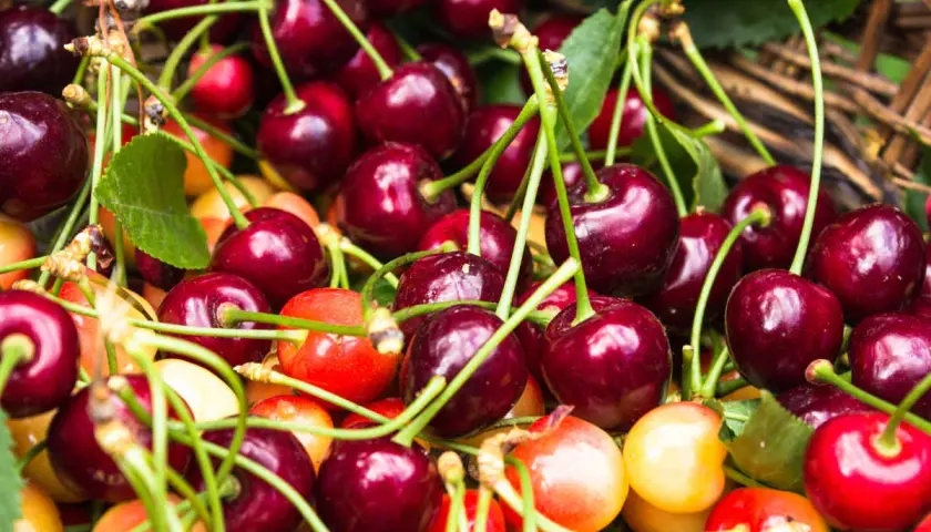 Gros plan sur des cerises rouges et jaunes, certaines avec des tiges vertes. Un cerisier autofertile promet une récolte abondante.