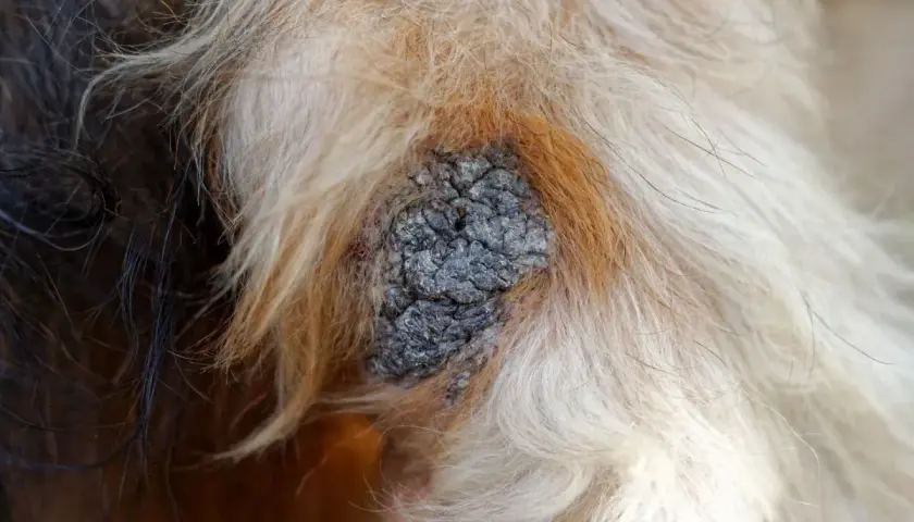 Hautveränderung bei einem Hund, die auf Liegeschwielen hindeutet. Behandlung ist wichtig.