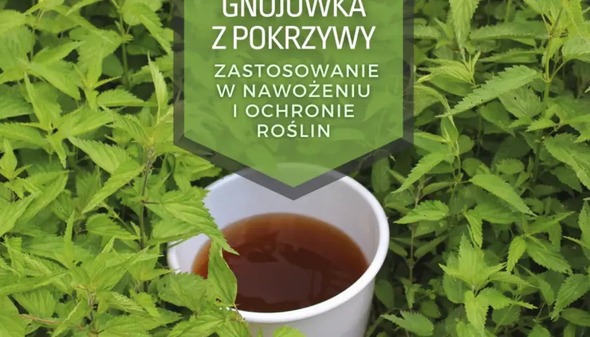 Jakie rośliny podlewać herbatą i dlaczego warto to robić: poradnik ogrodnika