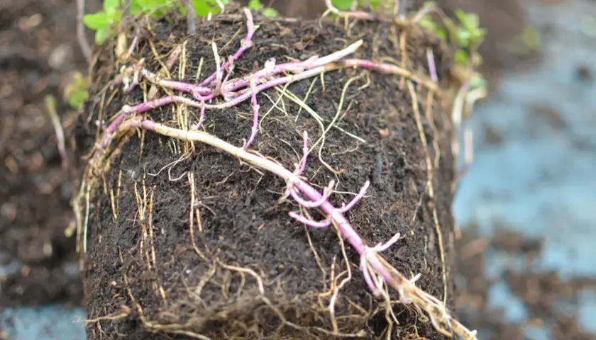 Ein Wurzelballen mit vielen feinen Wurzeln und einigen dickeren, violetten Trieben. Dies ist ein Beispiel für eine Minze, die eine Wurzelsperre benötigt, um sich nicht unkontrolliert auszubreiten.