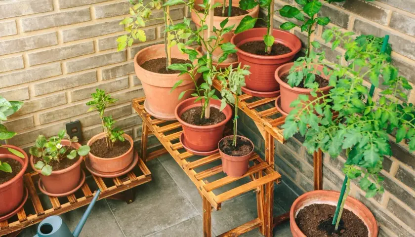 Flera krukor med plantor, inklusive tomater och jordgubbar, står på trähyllor. En **bambu i kruka** kan vara en fin dekoration på en balkong.