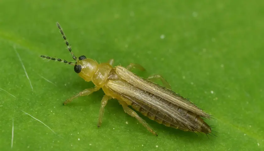 Eine gelbliche Larve von Thripsen mit langen Fühlern und Flügeln sitzt auf einem grünen Blatt.
