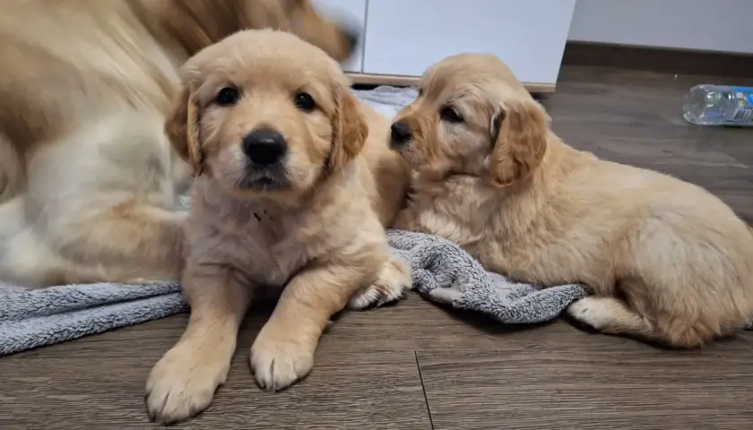 Gdzie kupić Golden Retrievera? Sprawdź bezpieczne hodowle ZKwP