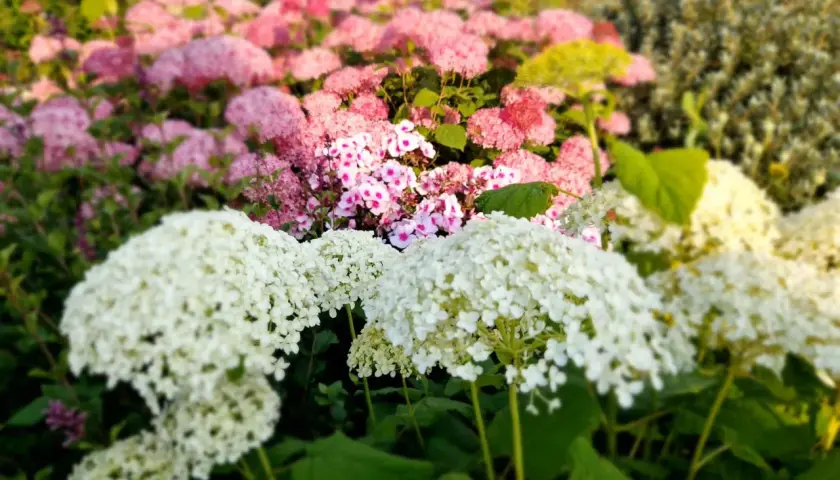 Vita och rosa hortensior blommar frodigt i trädgården. De stora blomklasarna ger en känsla av sommar och trivs i väldränerad hortensia jord.