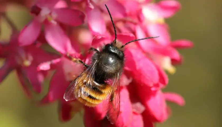 Une abeille solitaire, aux rayures orangées et noires, butine sur des fleurs roses vives.