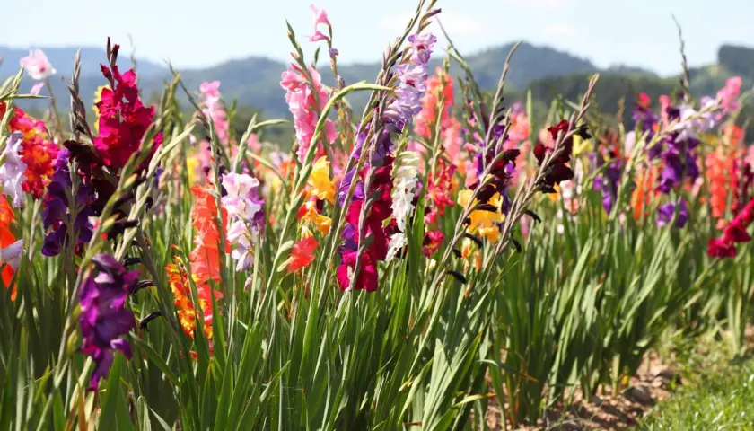Buntes Feld mit Gladiolen. Die Gladiolen pflanzen blühen in vielen Farben, von Rot und Rosa bis Lila und Gelb, vor einer sanften Hügellandschaft.