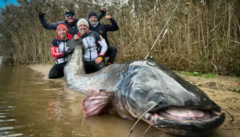 Czterech wędkarzy pozuje z gigantycznym sumem. Zastanawiasz się, ile żyje sum na wolności? Ten okaz z pewnością dożył sędziwego wieku!