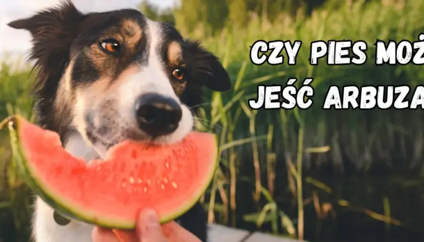 Pies może jeść arbuza? Odkryj sekrety bezpiecznego serwowania!
