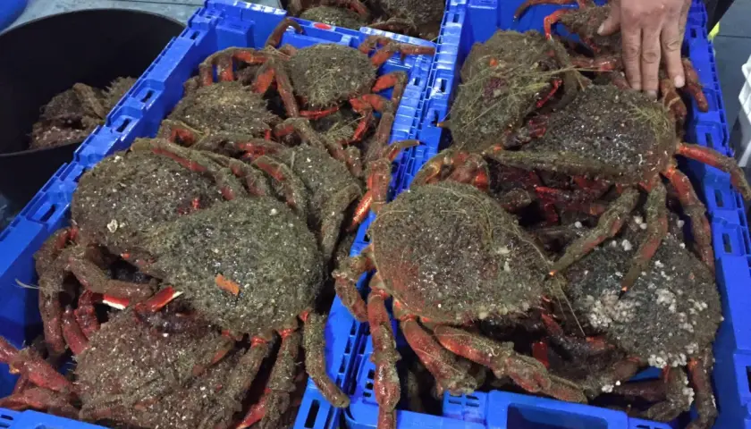 Cajas azules llenas de centollas recién capturadas, listas para la veda centolla. Sus patas rojas y caparazones cubiertos de algas destacan.