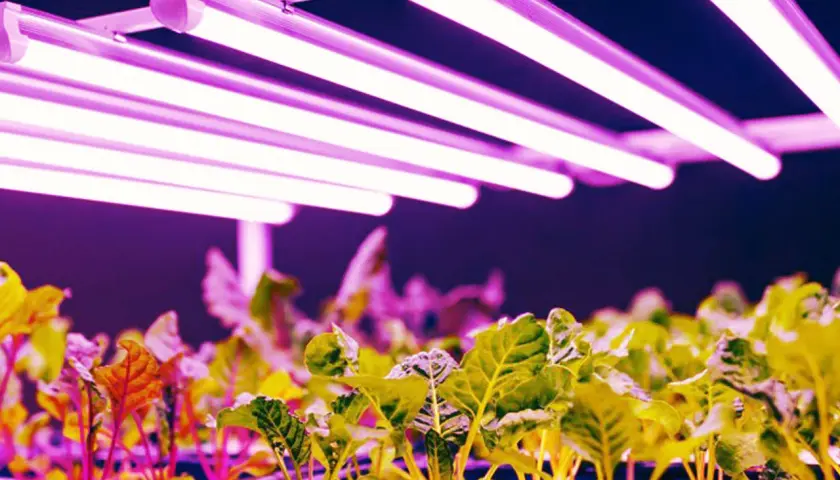 Młode rośliny pod lampami LED, które zapewniają idealne światło dla roślin. Różowe i fioletowe światło sprzyja ich wzrostowi.