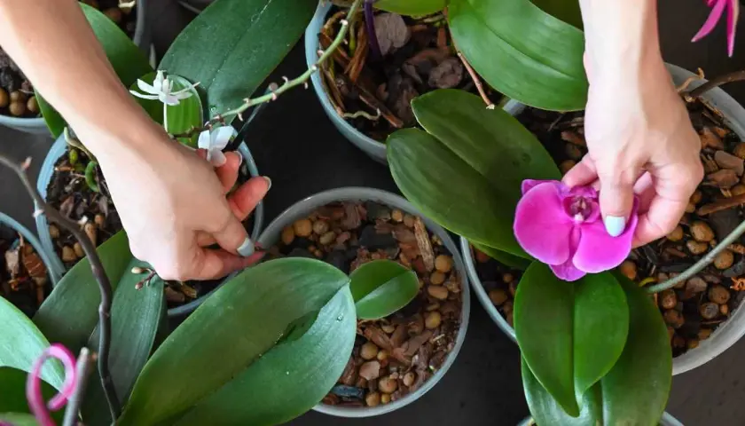 Mains s'occupant d'orchidées, l'une retirant une fleur fanée, l'autre vérifiant les feuilles. Comment s'occuper d'une orchidée qui a perdu ses fleurs.