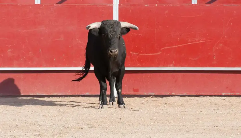 Toro negro con cuernos espera en el ruedo de la plaza de toros, con barrera roja al fondo.