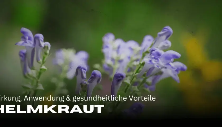 Zarte lila Blüten des Helmkrauts vor grünem Hintergrund. Die Wirkung des Helmkrauts ist vielfältig.