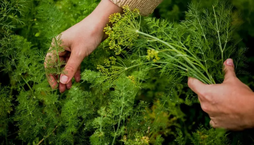 Hände ernten frischen Dill. Zarte grüne Zweige und gelbe Blütenstände sind zu sehen.
