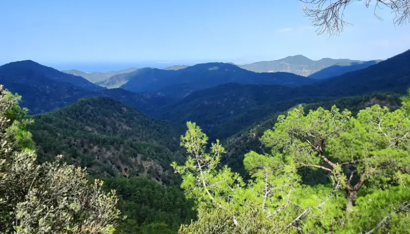 Malowniczy widok na góry Troodos, porośnięte gęstym lasem sosnowym, z widocznym w oddali morzem.